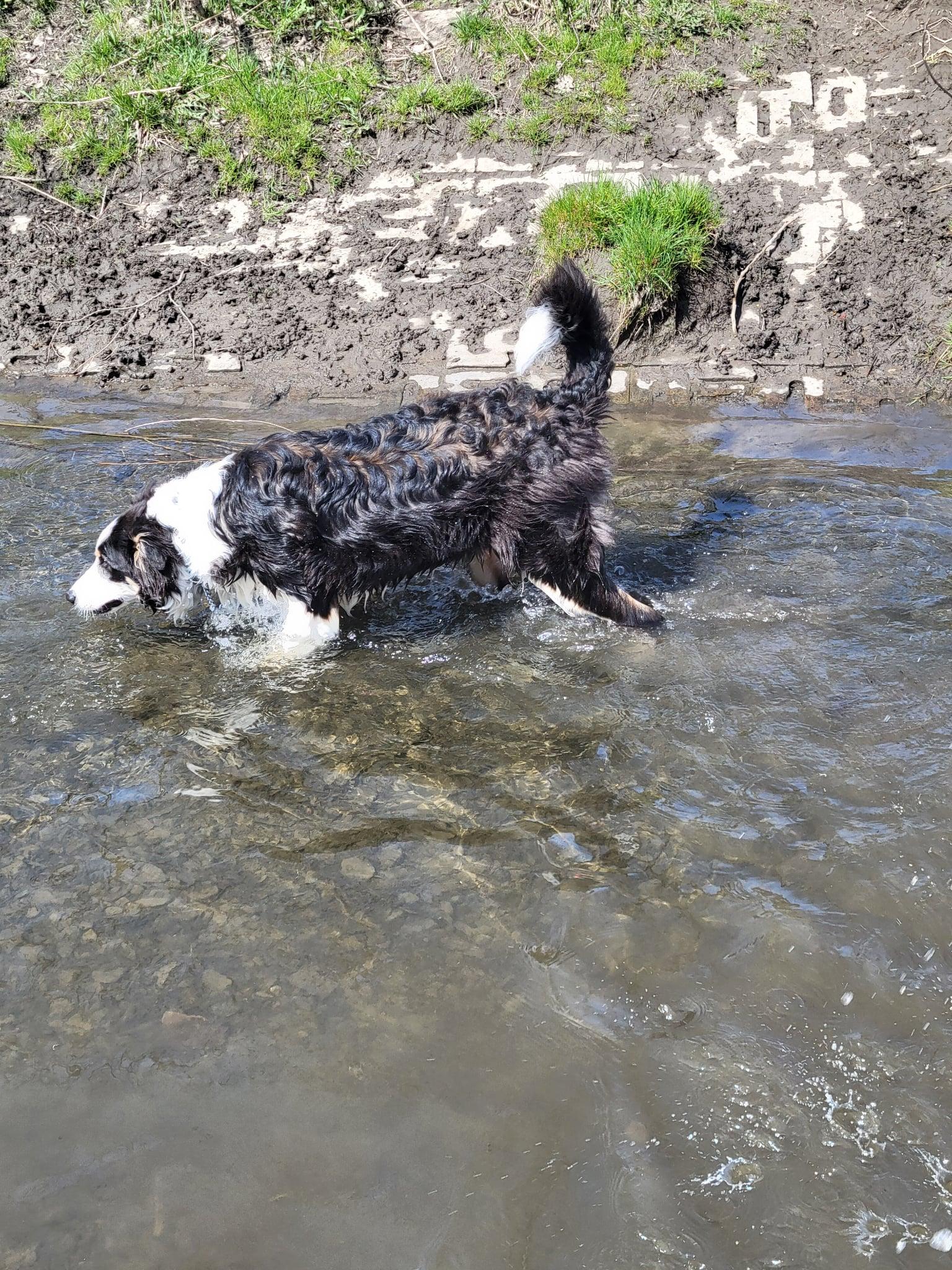 Loki, an adoptable Collie, Border Collie in Hornepayne, ON, P0M 1Z0 | Photo Image 2