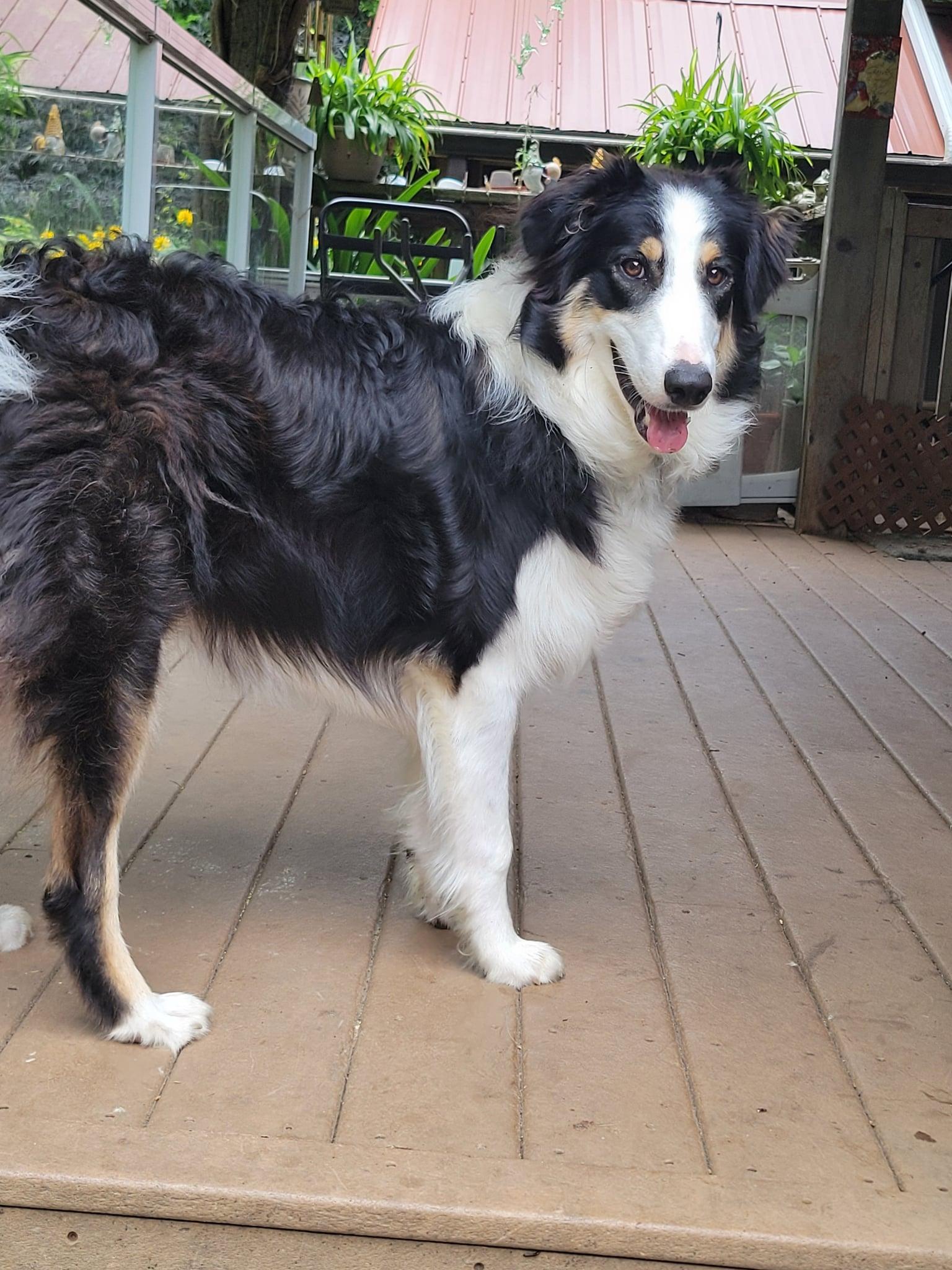 Loki, an adoptable Collie, Border Collie in Hornepayne, ON, P0M 1Z0 | Photo Image 1