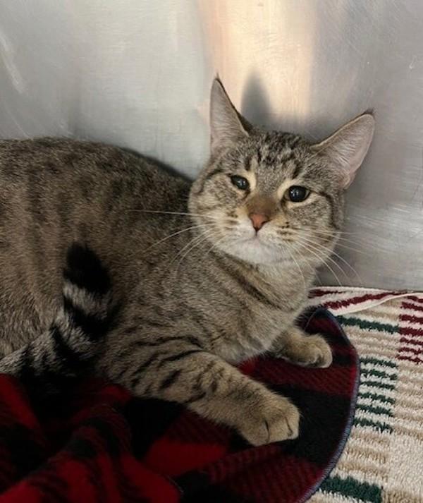 Utz, Adoptable, Young Female Domestic Short Hair.