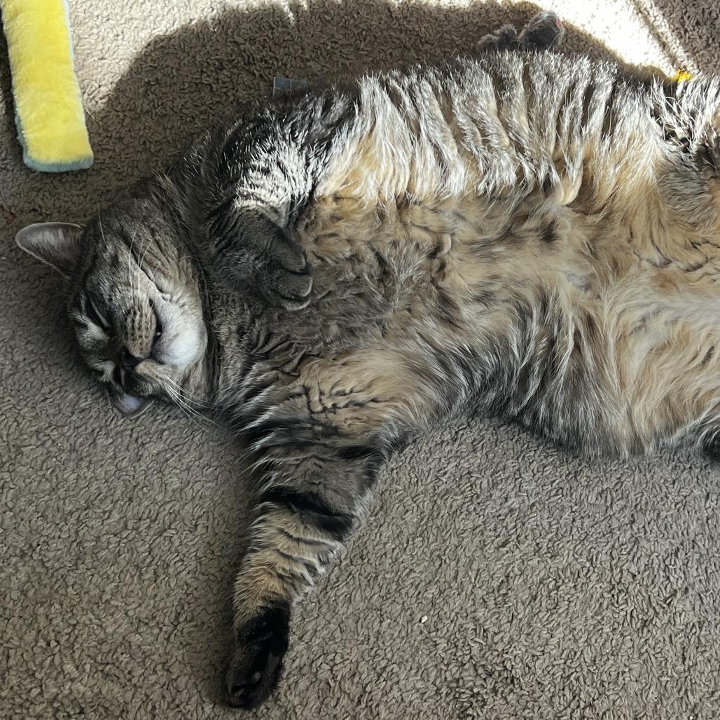 Enlarge Rocky Raccoon, a Adoptable Domestic Short Hair in Ashland, MA image 2/4