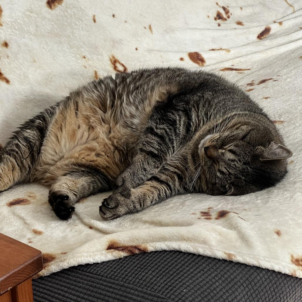 Rocky Raccoon, Adoptable, Senior Male Domestic Short Hair.