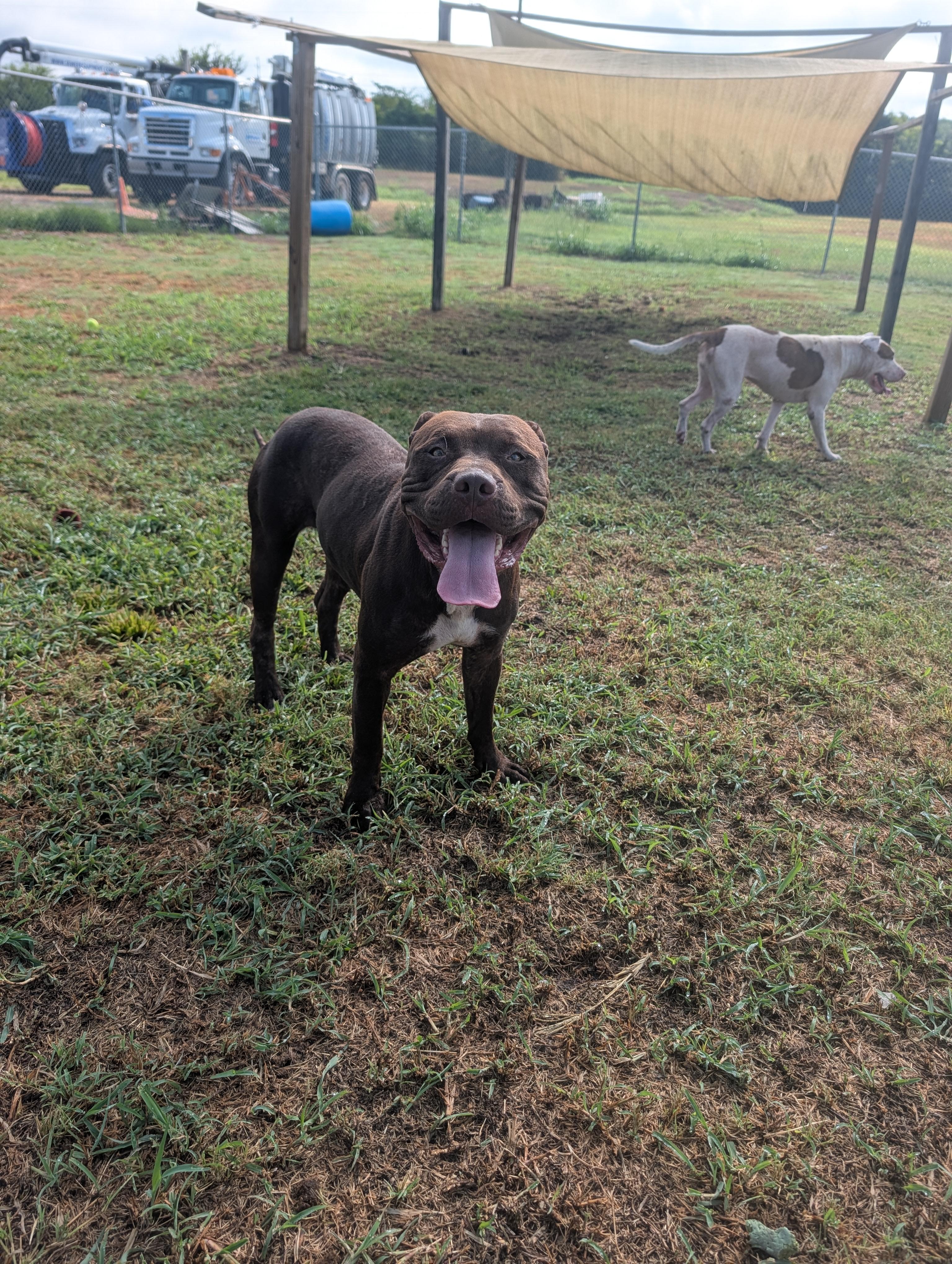 Spruce, a ADOPTABLE mixed breed in Lewisburg, TN image 3/5