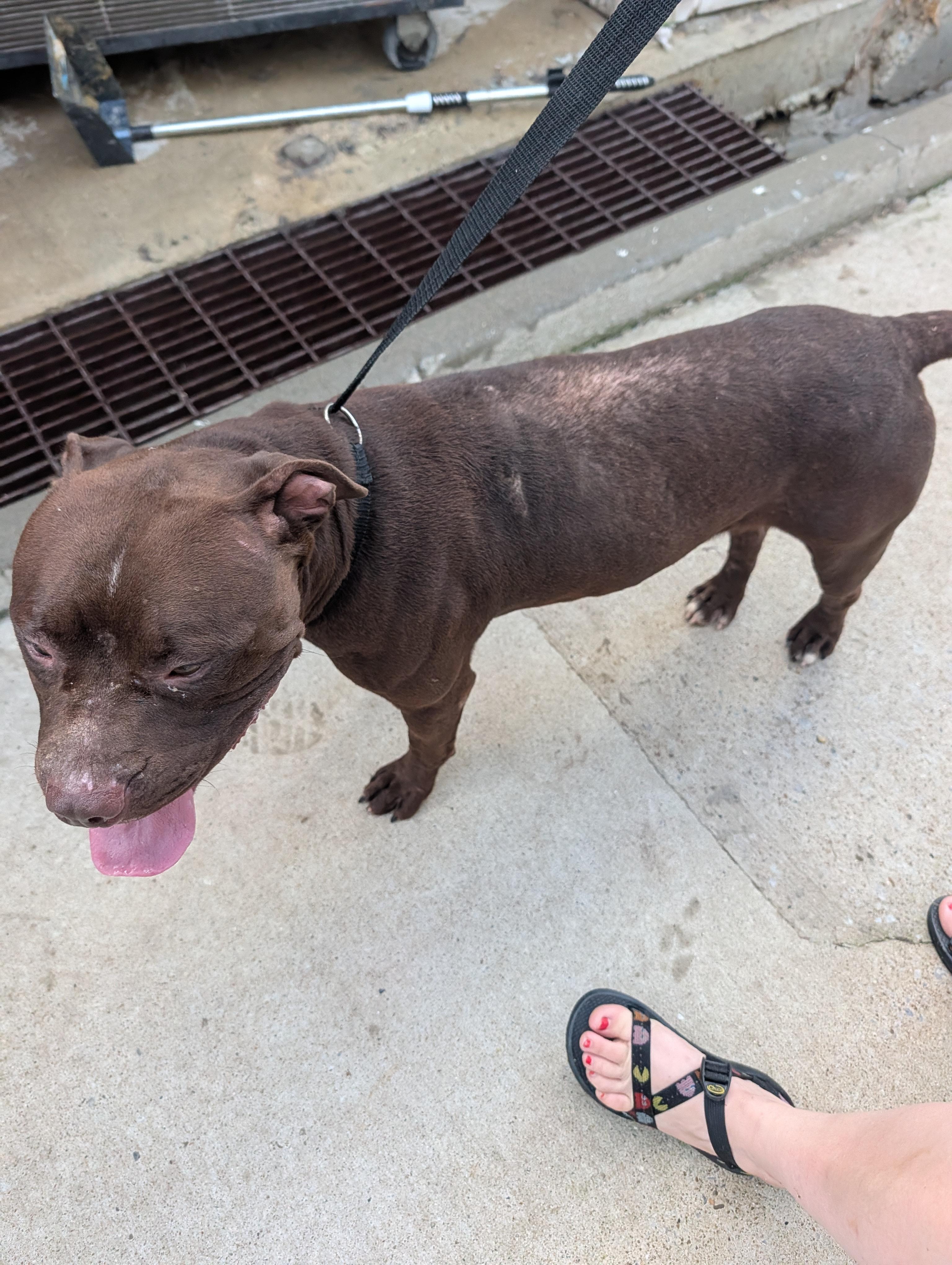 Spruce, a ADOPTABLE mixed breed in Lewisburg, TN image 5/5