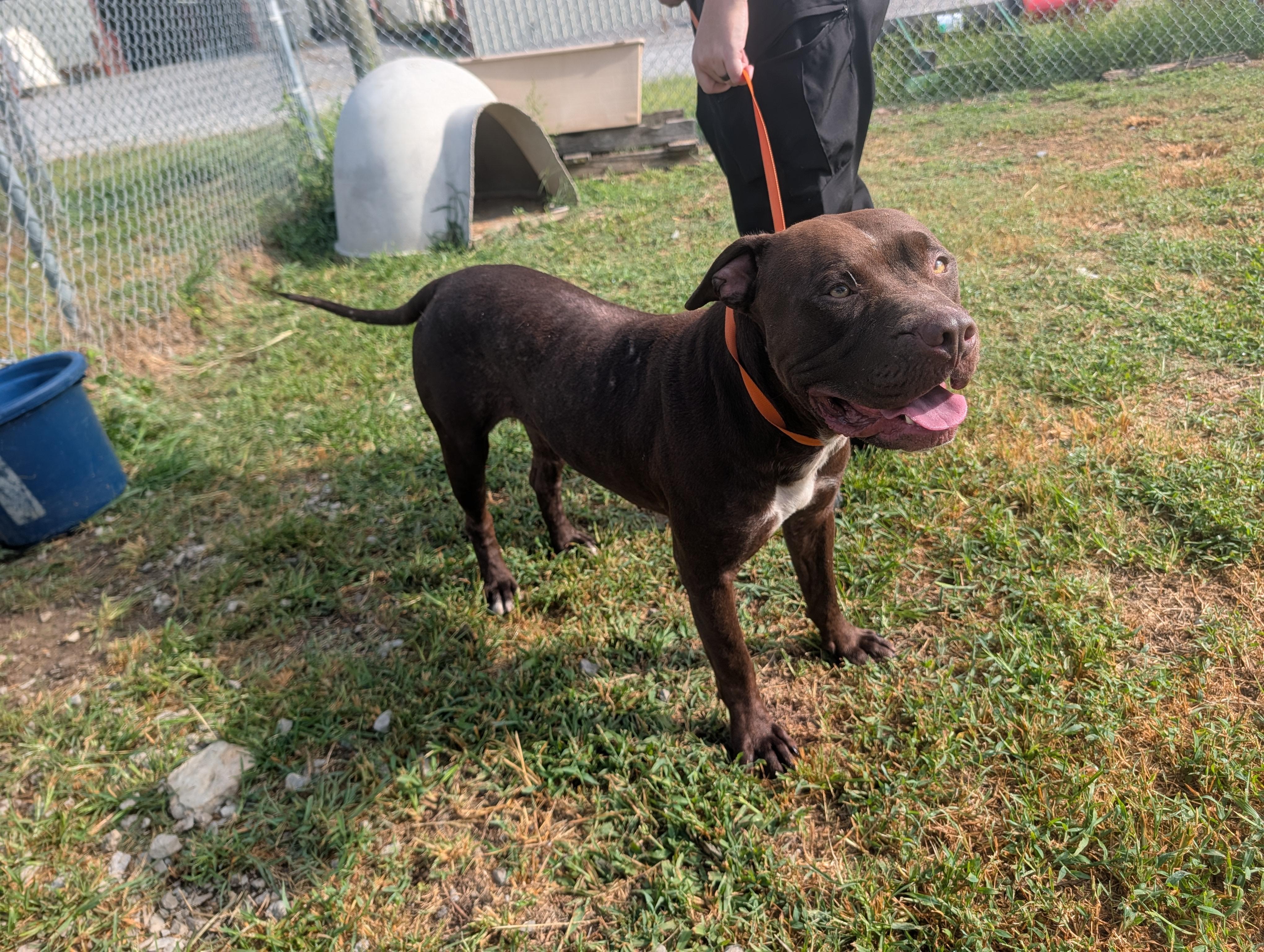 Spruce, a ADOPTABLE mixed breed in Lewisburg, TN image 4/5