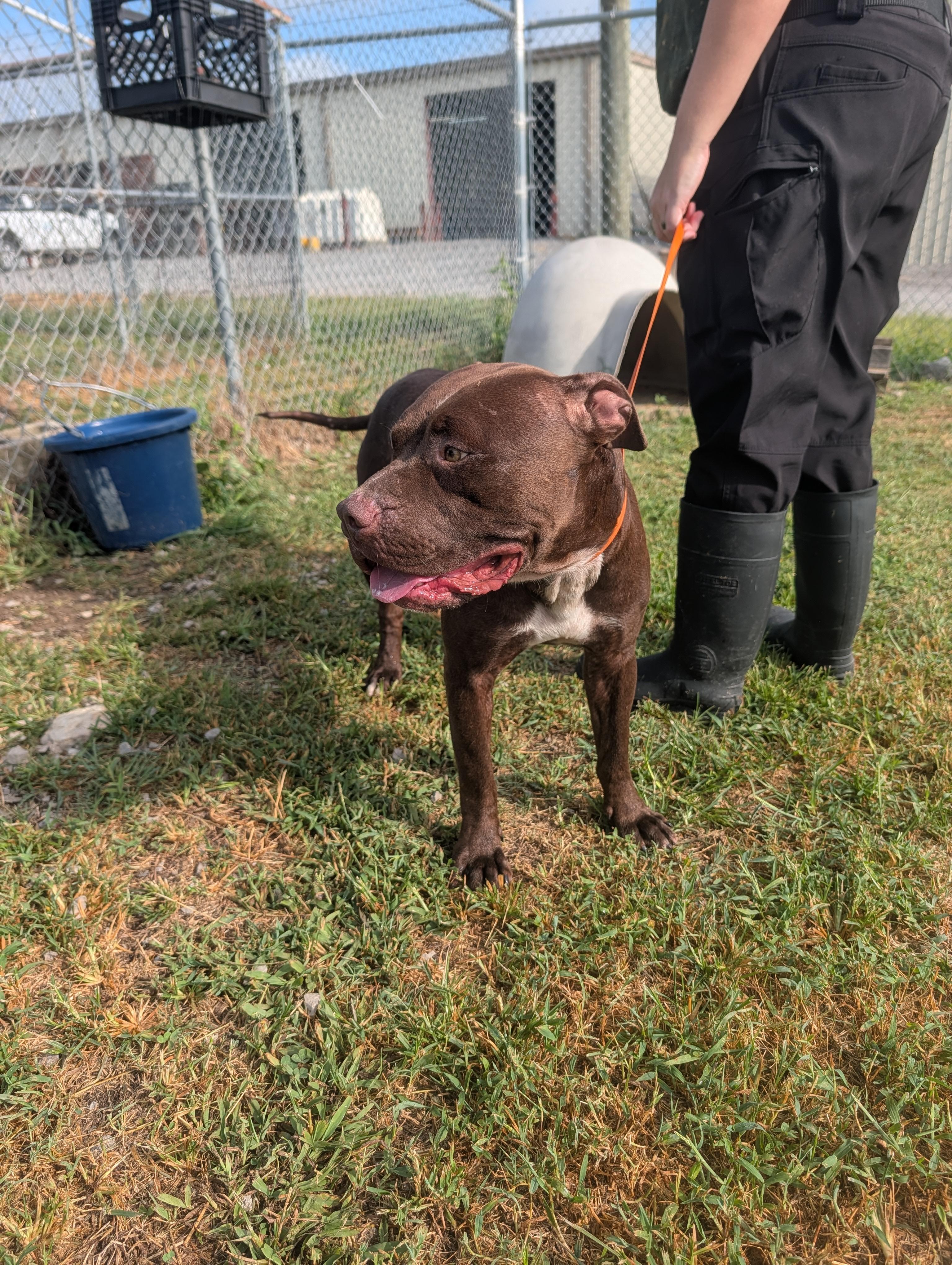 Spruce, a ADOPTABLE mixed breed in Lewisburg, TN image 2/5