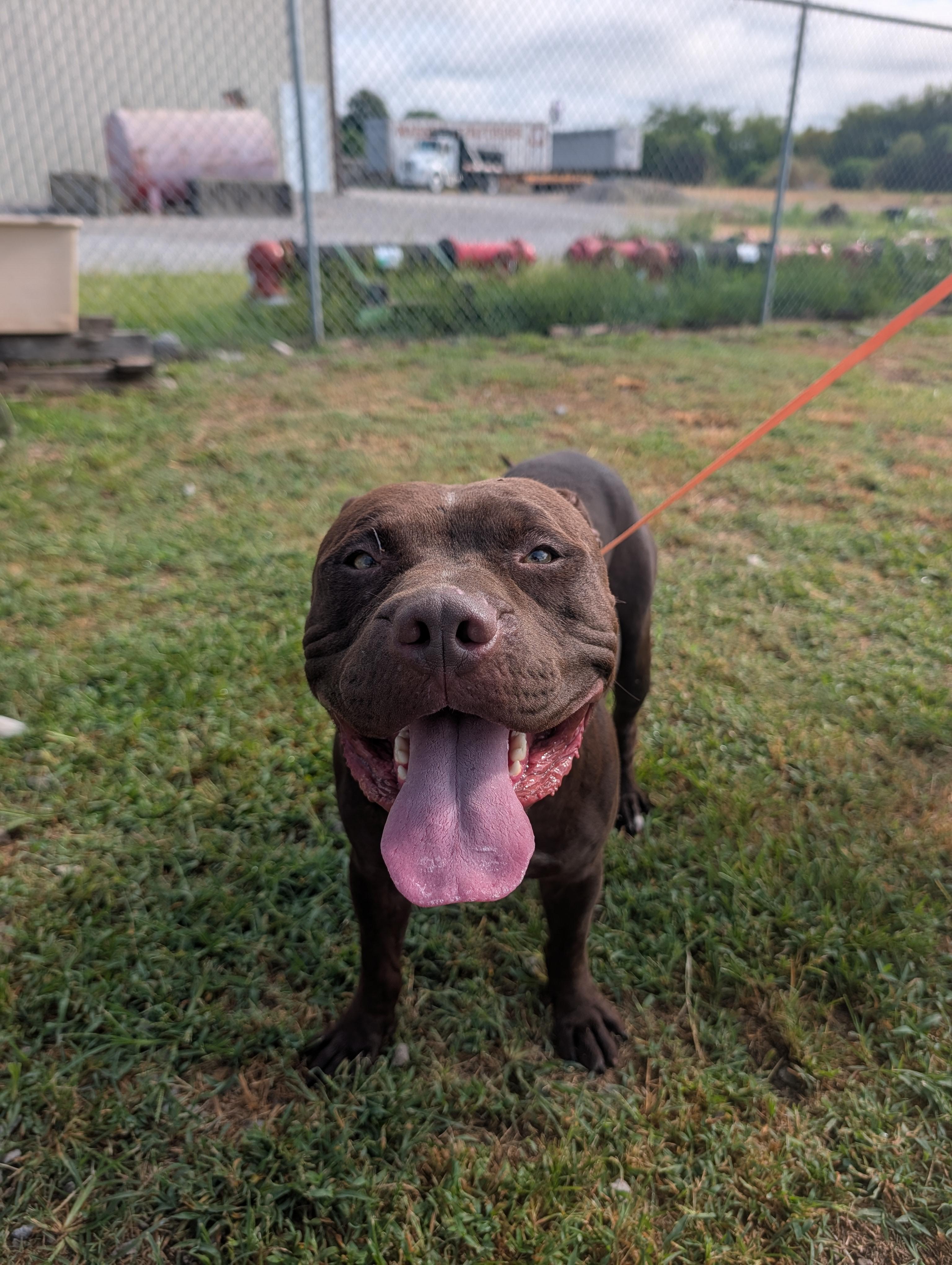 Spruce, ADOPTABLE, Young Male Pit Bull Terrier.