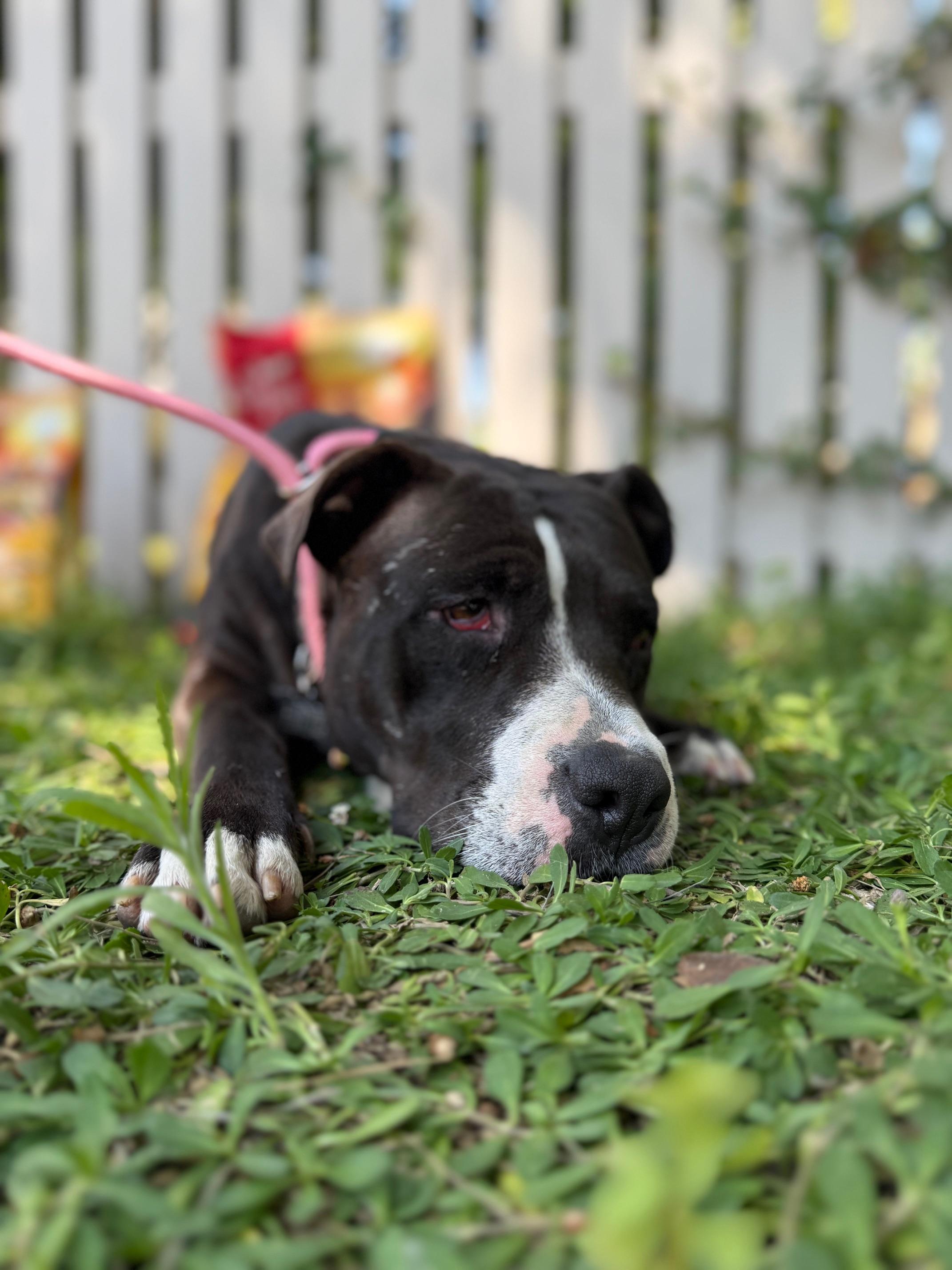 Poppy, a Adoptable mixed breed in Burbank, CA image 3/4