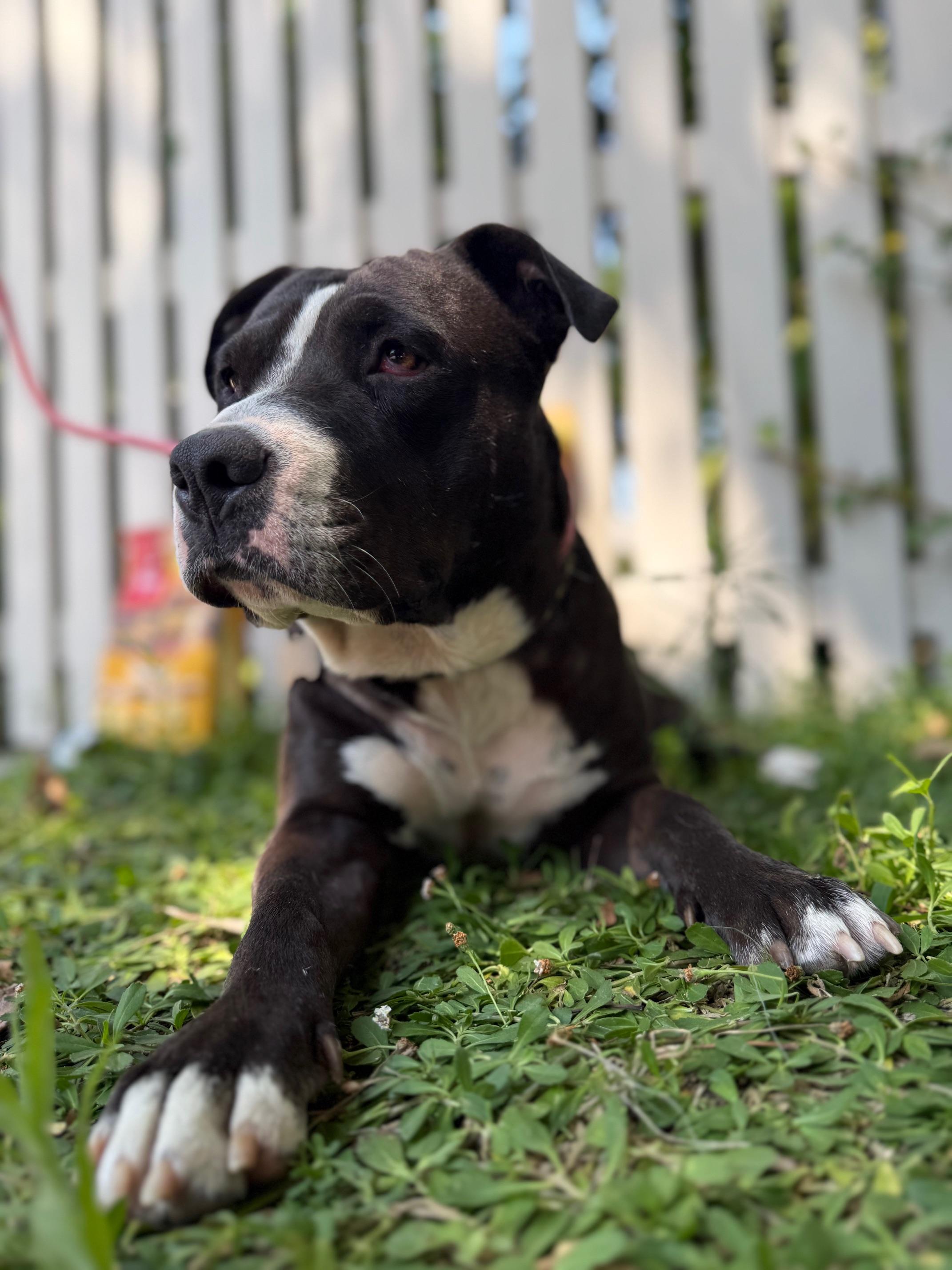 Poppy, a Adoptable mixed breed in Burbank, CA image 2/4