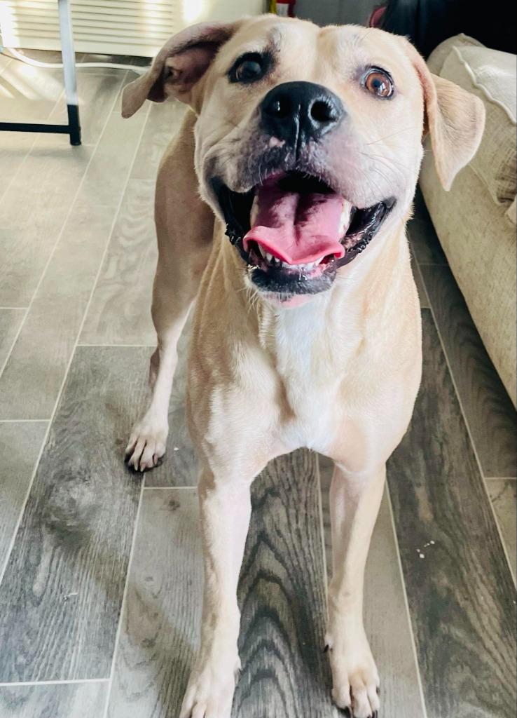 Bleu, Adoptable, Adult Female Labrador Retriever & Great Dane.