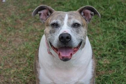 Enlarge 06998B Willow - Adoption Ambassador, a Adoptable mixed breed in North Charleston, SC image 1/2