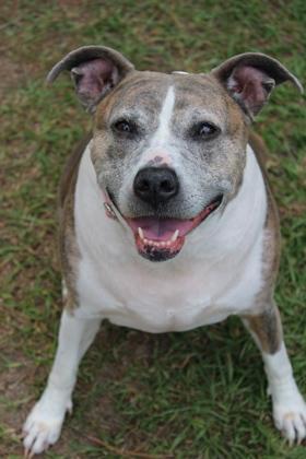 Enlarge 06998B Willow - Adoption Ambassador, a Adoptable mixed breed in North Charleston, SC image 2/2