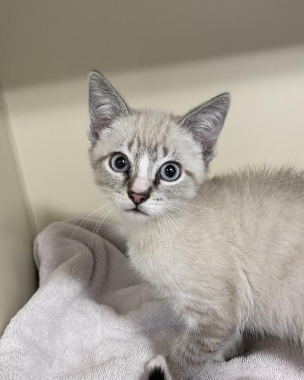 Yeti (with Hot Cocoa), Adoptable, Kitten Male Siamese.