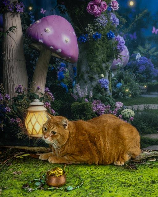 Enlarge Purr Bo, a ADOPTABLE Domestic Short Hair in Lapeer, MI image 3/4