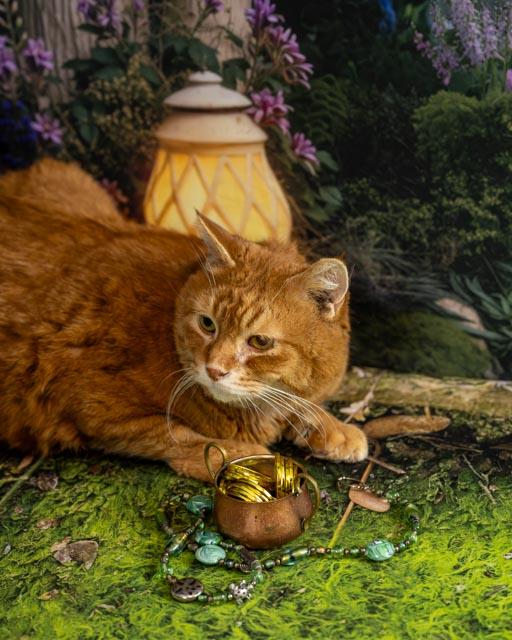 Enlarge Purr Bo, a ADOPTABLE Domestic Short Hair in Lapeer, MI image 4/4