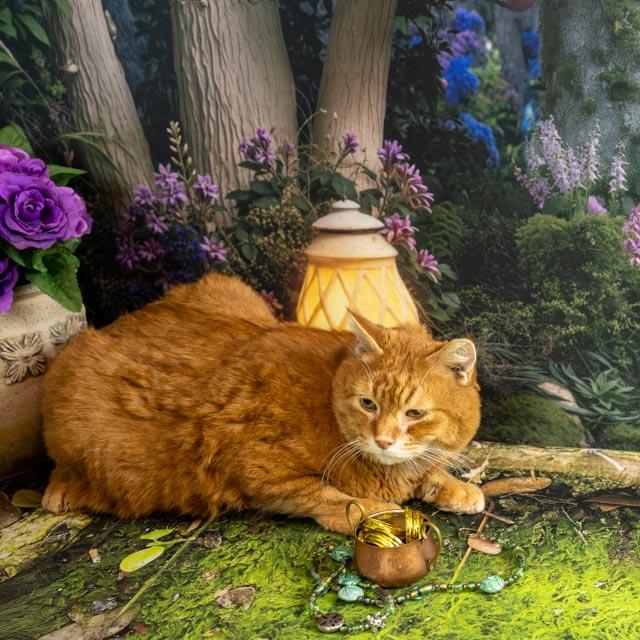 Purr Bo, ADOPTABLE, Senior Male Domestic Short Hair.