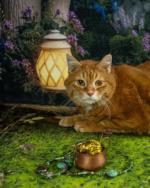 Enlarge Purr Bo, a ADOPTABLE Domestic Short Hair in Lapeer, MI image 2/4