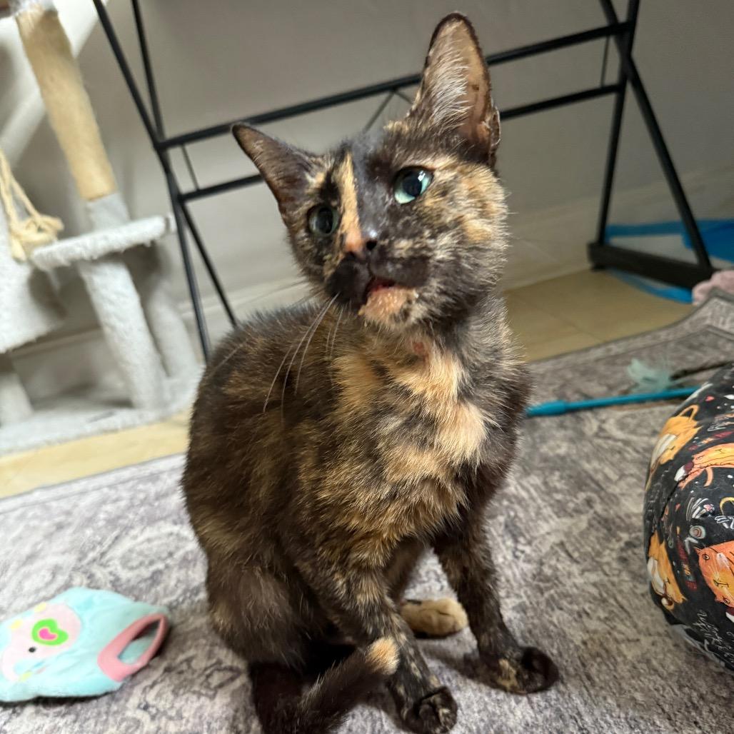 Enlarge Elaine, a Adoptable Domestic Short Hair in Hollywood, FL image 2/4