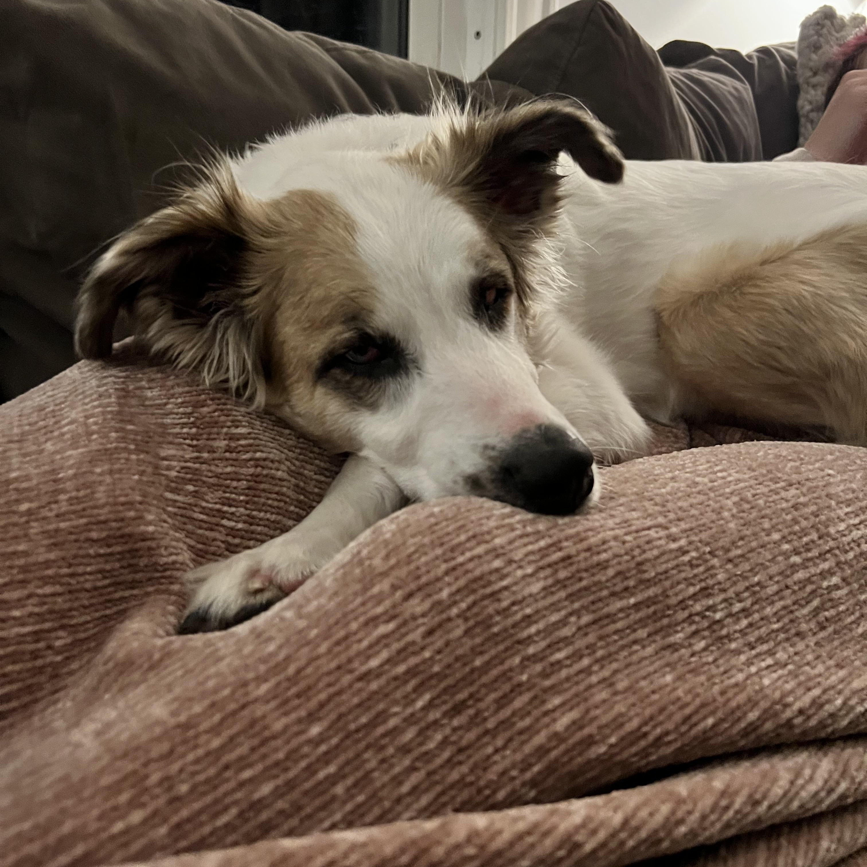 Juniper — thumbnail 2