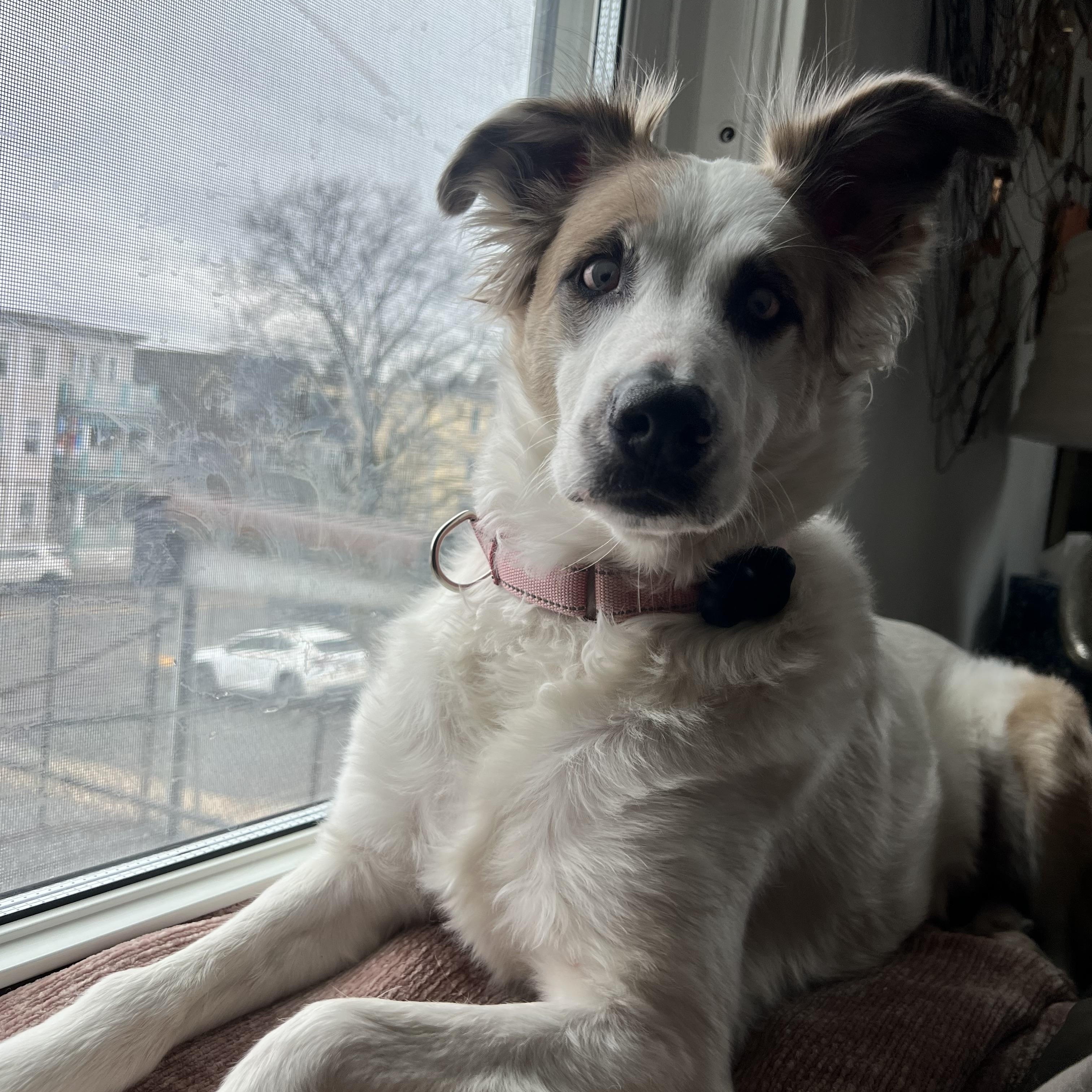 Juniper — thumbnail 3