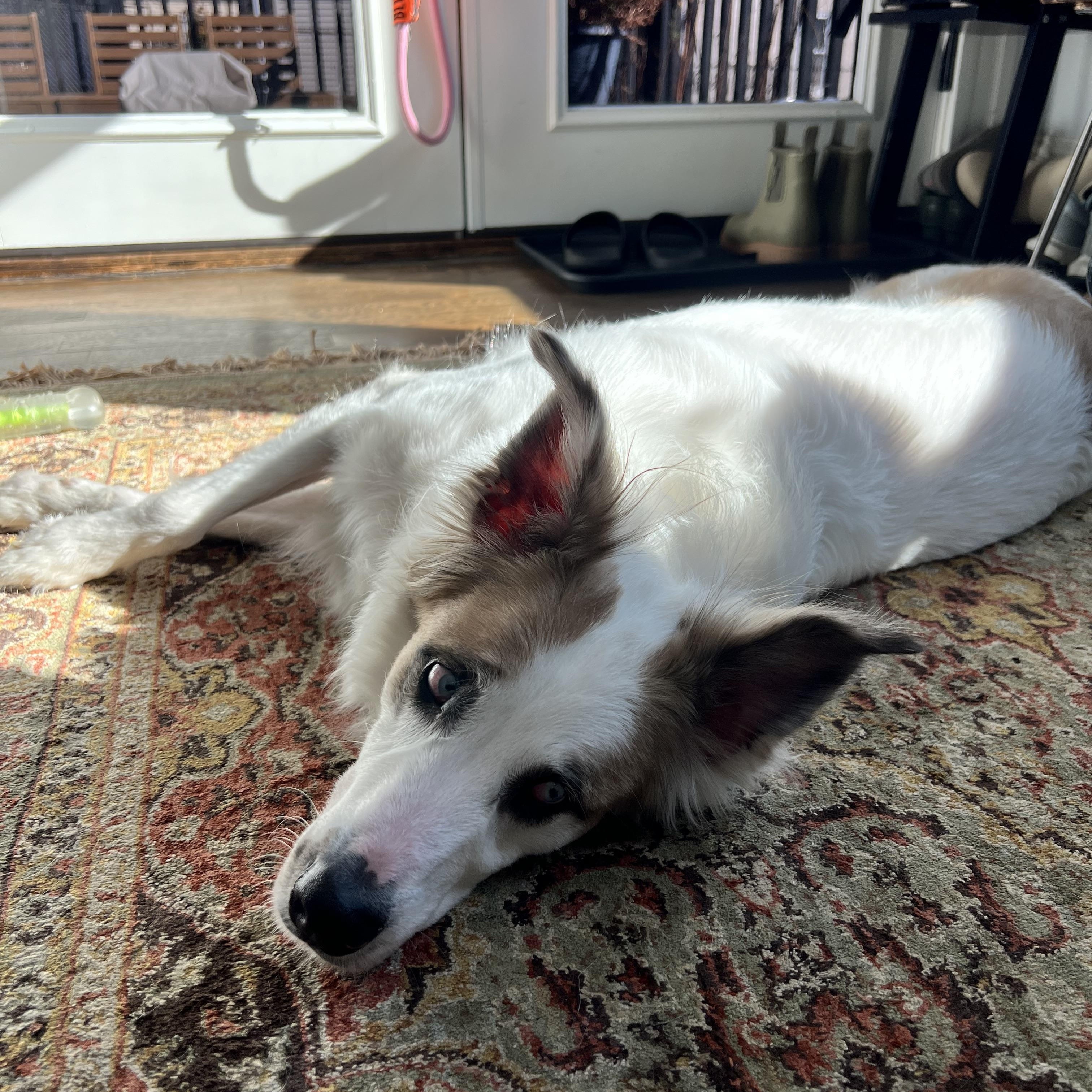 Juniper — thumbnail 4