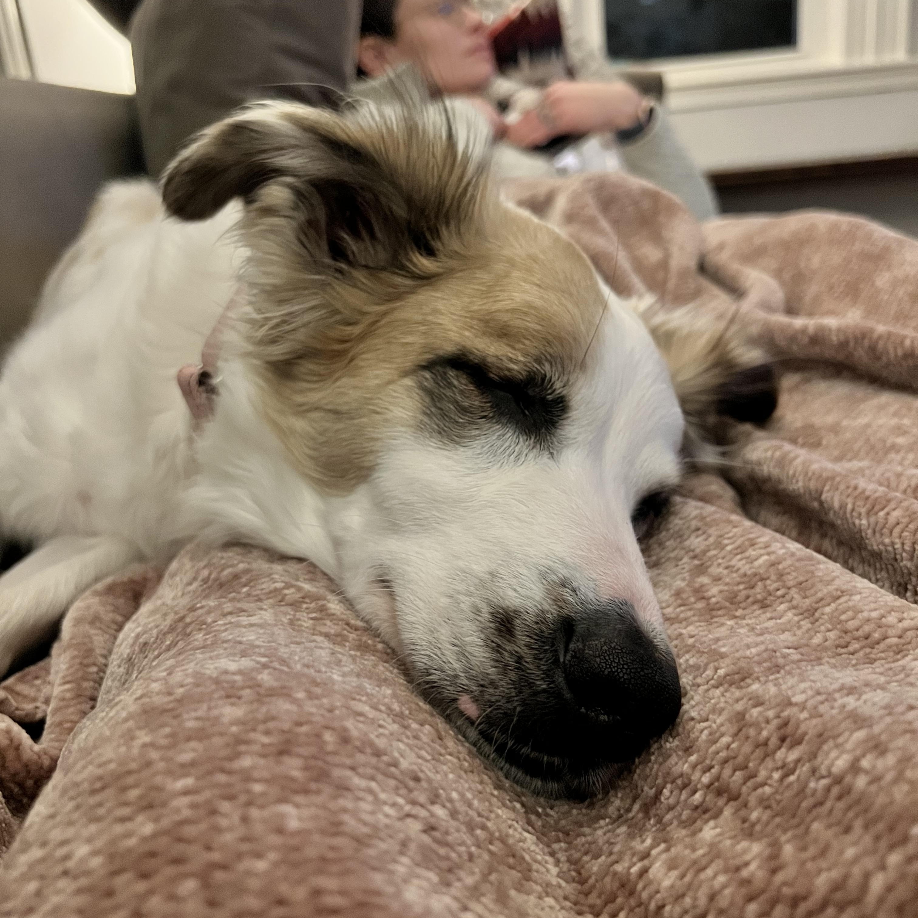 Juniper — thumbnail 5