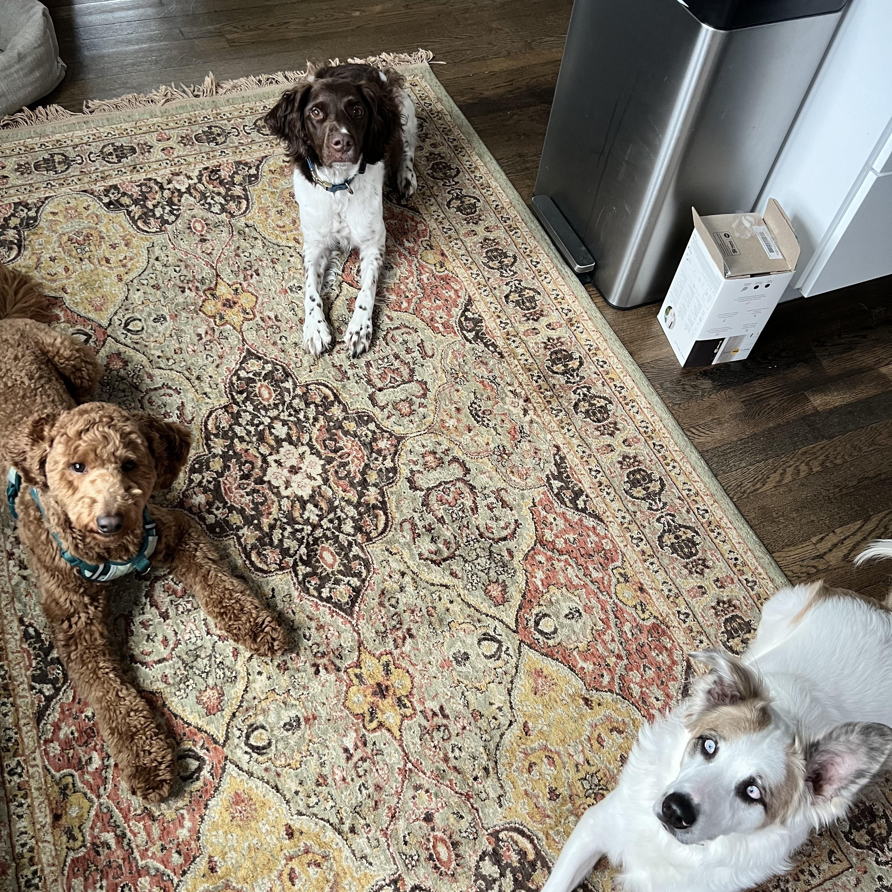 Juniper — thumbnail 6