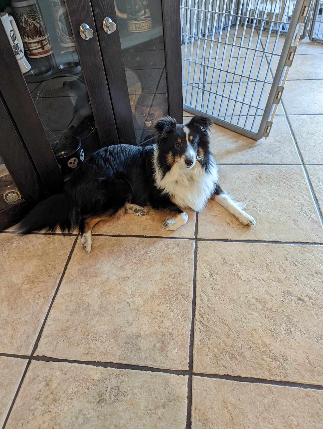 Enlarge Logan, a Adopted Shetland Sheepdog / Sheltie in Mission, KS image 1/3