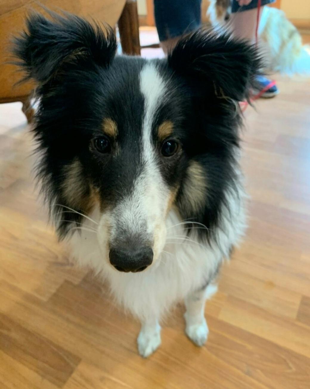 Enlarge Logan, a Adopted Shetland Sheepdog / Sheltie in Mission, KS image 2/3