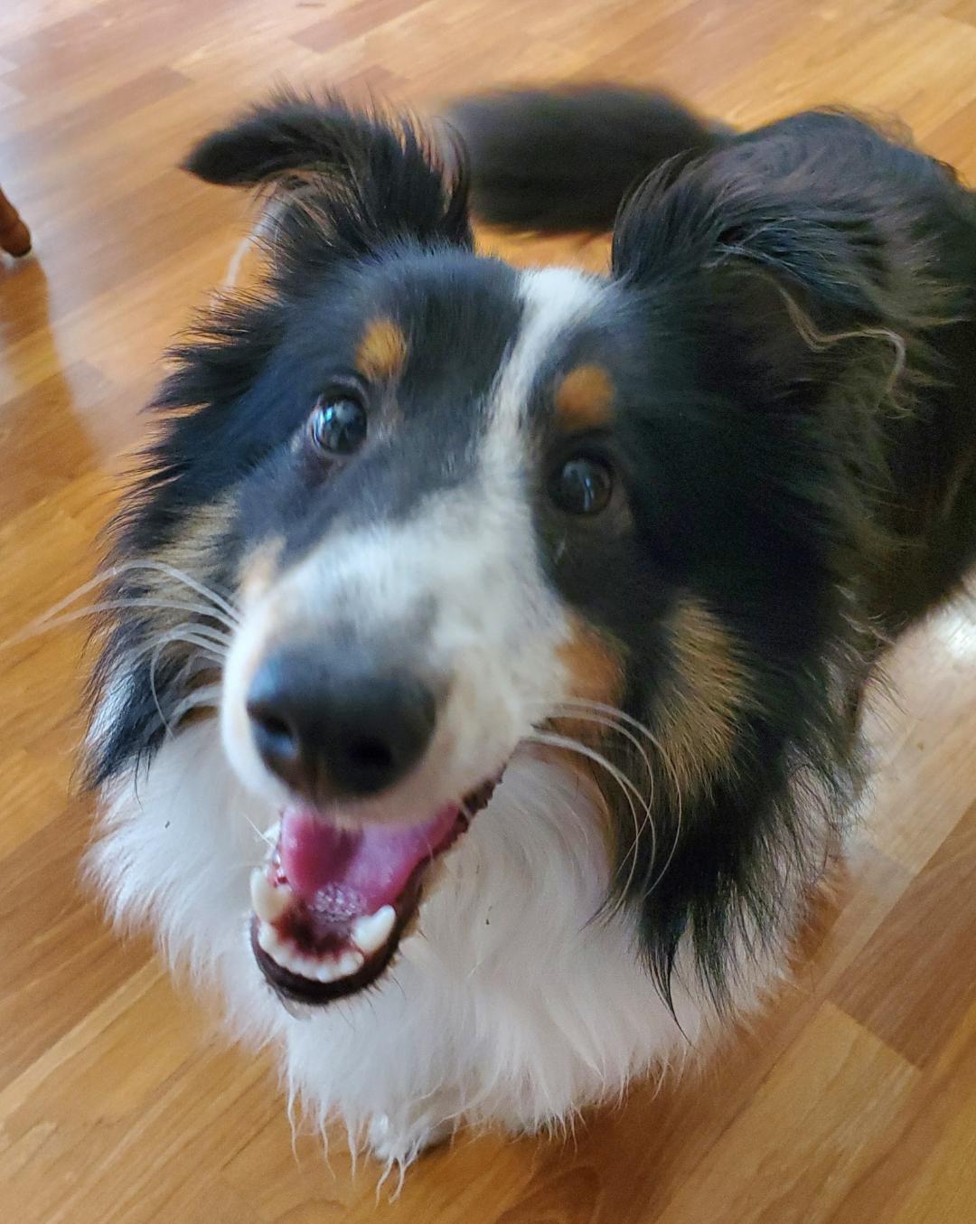 Enlarge Logan, a Adopted Shetland Sheepdog / Sheltie in Mission, KS image 3/3