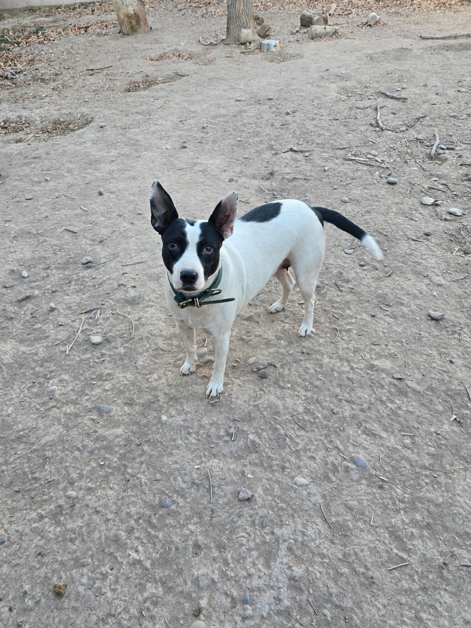 Charlotte, Adoptable, Adult Female Australian Cattle Dog / Blue Heeler.