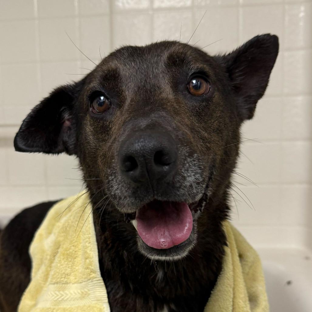 JJ, Adoptable, Adult Male Shepherd.