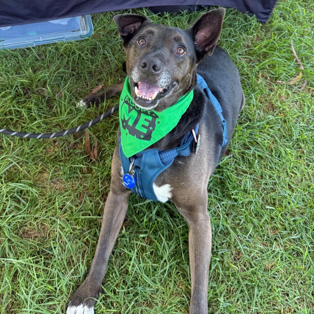 JJ, a Adoptable Shepherd in San Diego, CA image 3/6