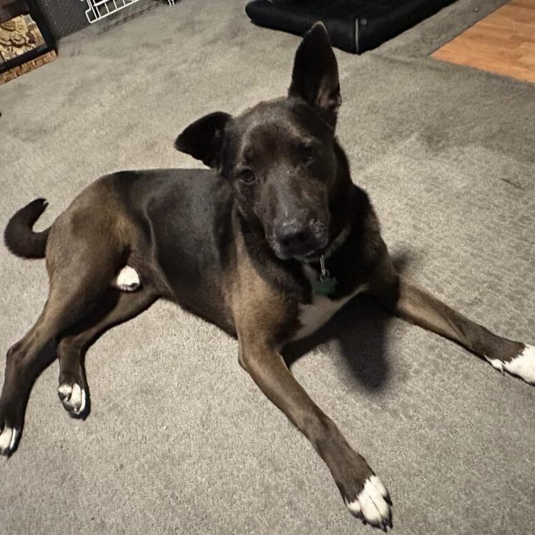 Enlarge JJ, a Adoptable Shepherd in San Diego, CA image 5/5