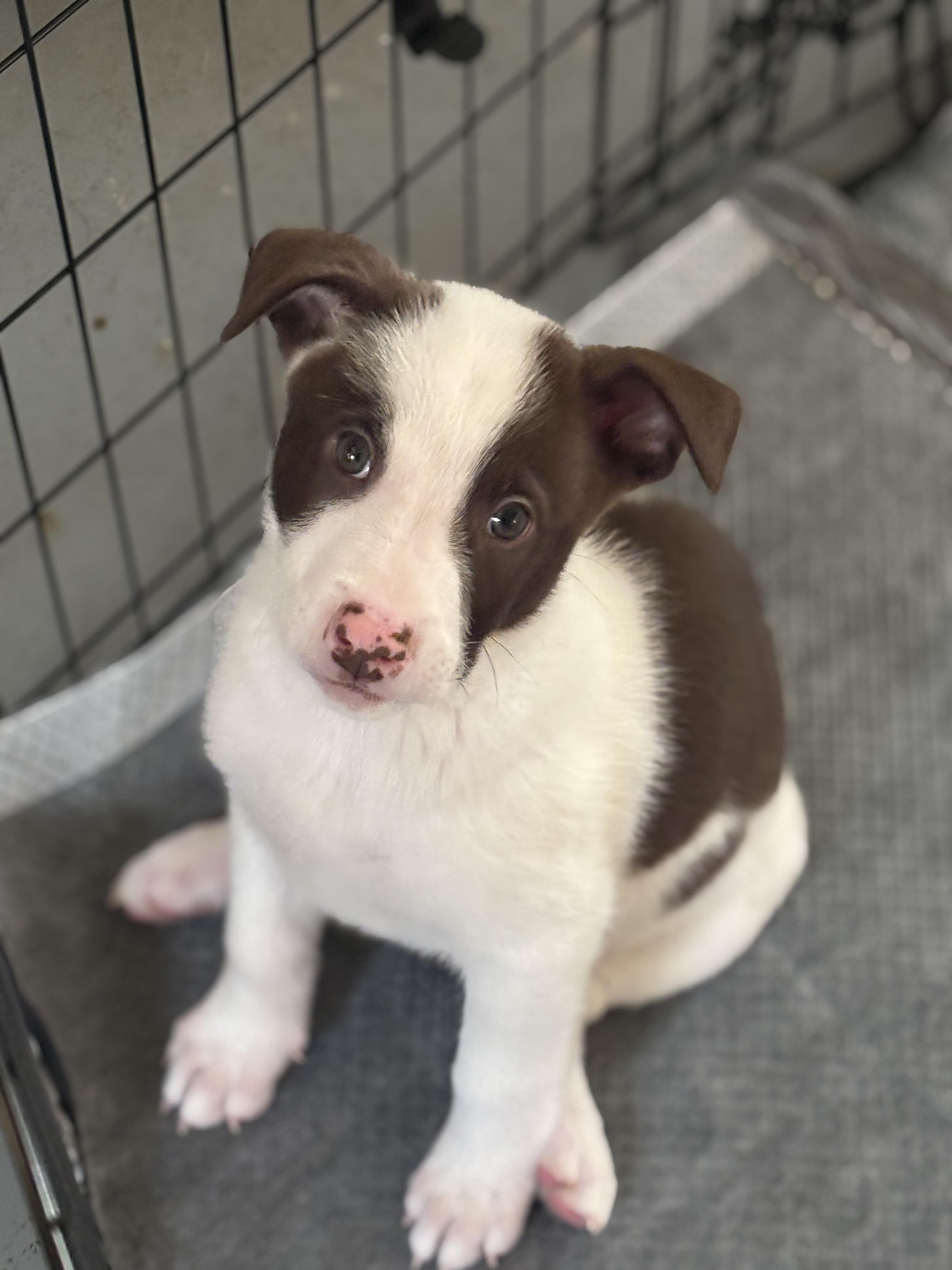 Chin Check , ADOPTABLE, Puppy Male Catahoula Leopard Dog.