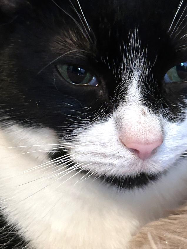 Bella, Adoptable, Adult Female Domestic Short Hair.