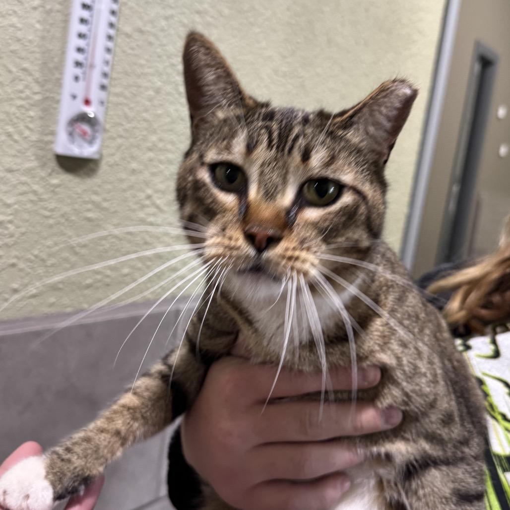 Kato, Adoptable, Adult Male Domestic Short Hair.