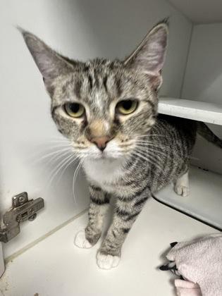 Enlarge Aunt Bea, a Adoptable mixed breed in Beatrice, NE image 1/1