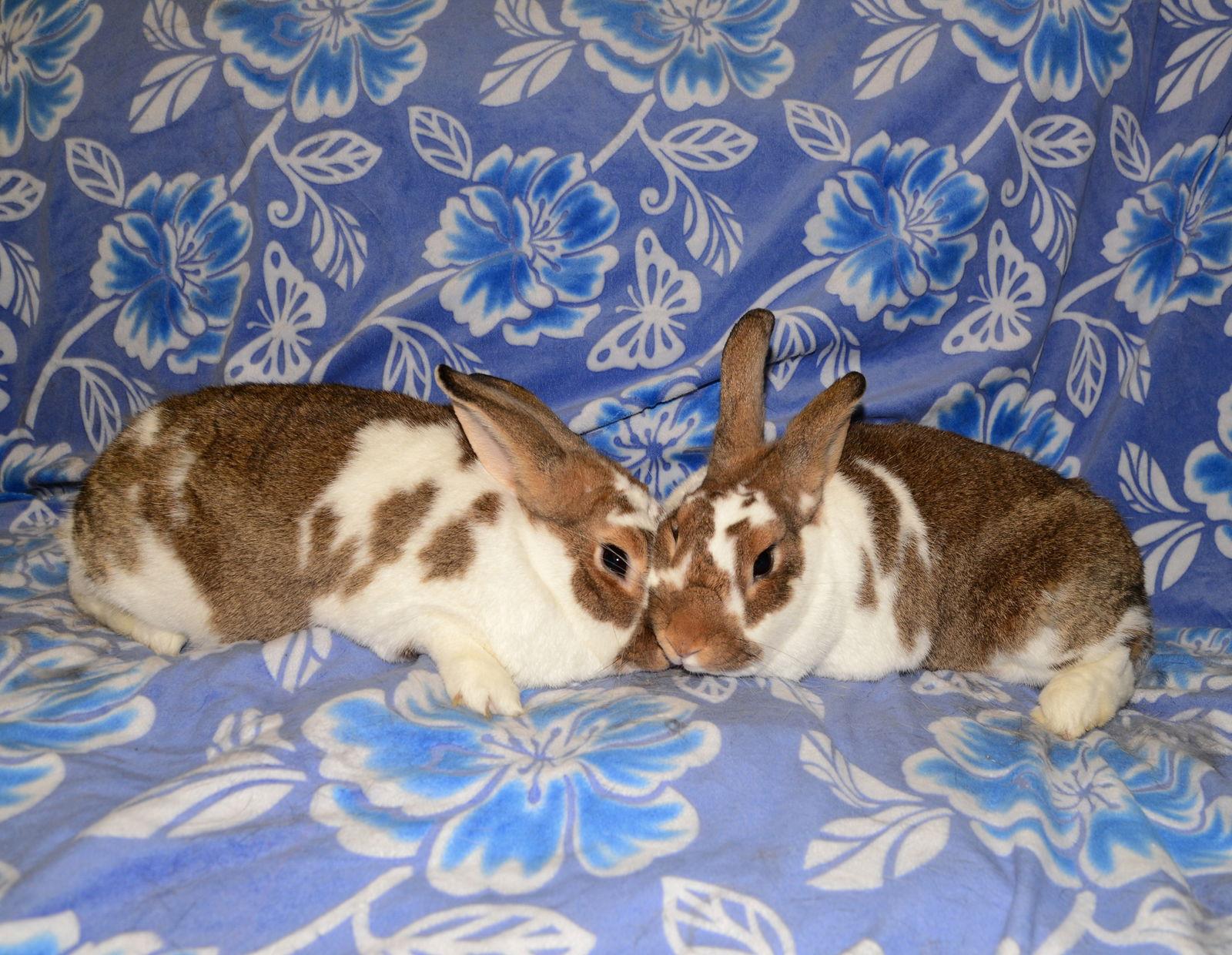 Enlarge Cloud 9 and Cirrus, a Adoptable Chinchilla in Chesterfield, MO image 1/3