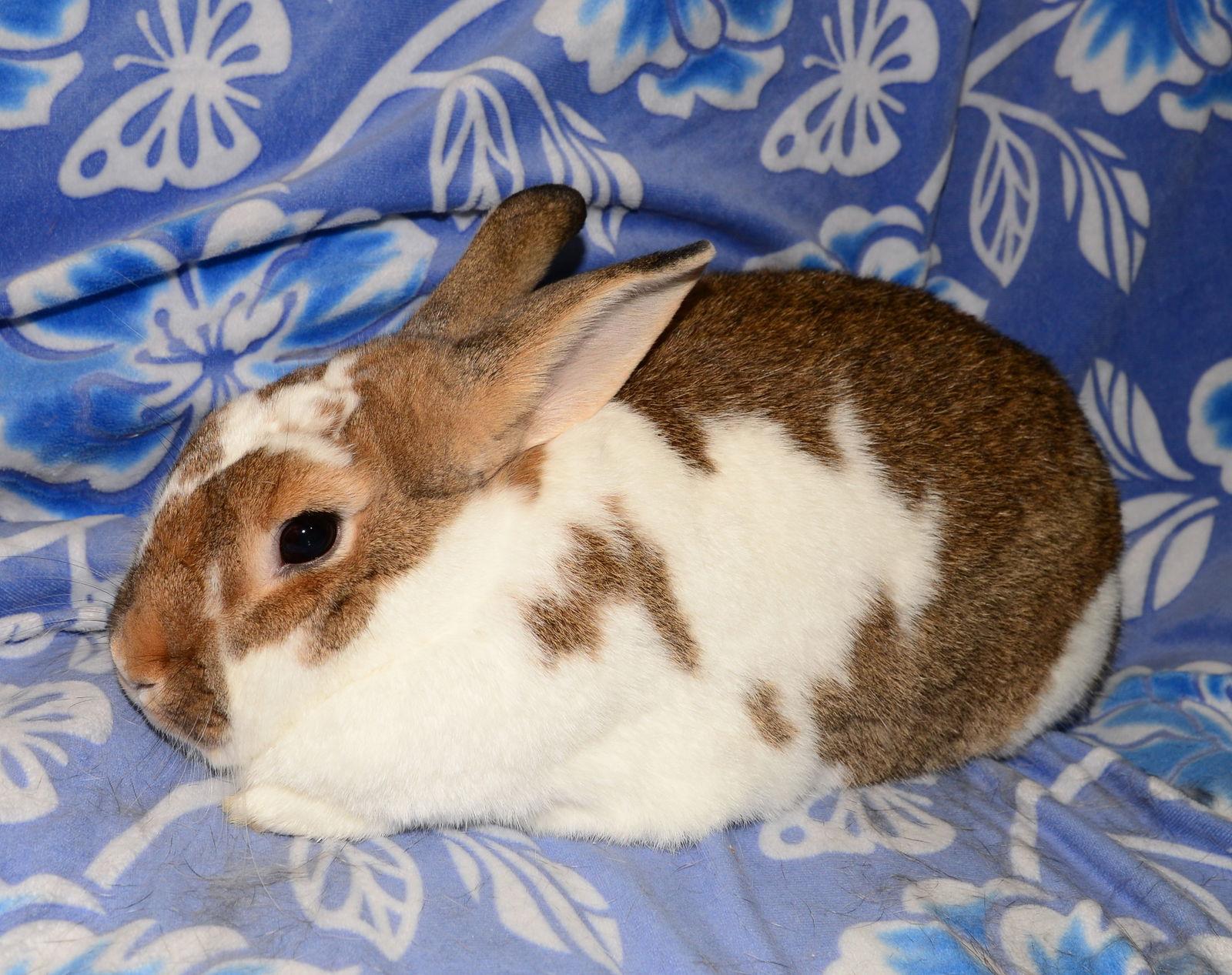 Enlarge Cloud 9 and Cirrus, a Adoptable Chinchilla in Chesterfield, MO image 2/3