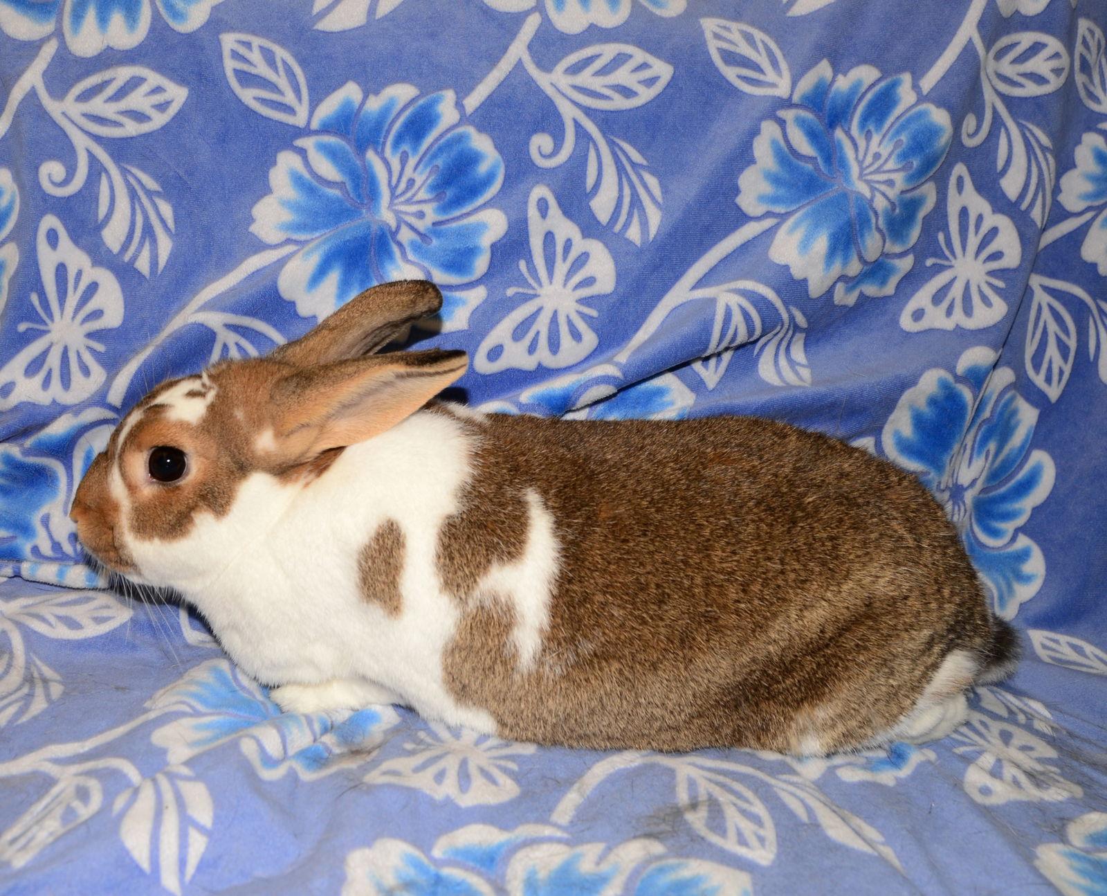 Enlarge Cloud 9 and Cirrus, a Adoptable Chinchilla in Chesterfield, MO image 3/3