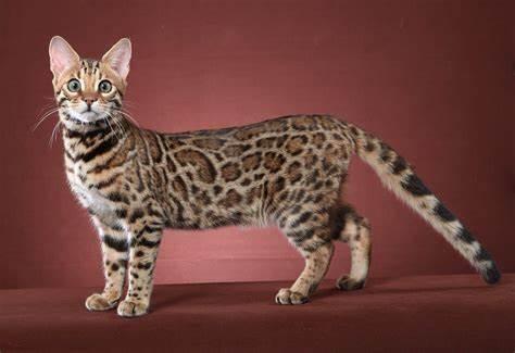 Enlarge Atlantica- prod test, a Adoptable American Shorthair in Gray Summit, MO image 1/3