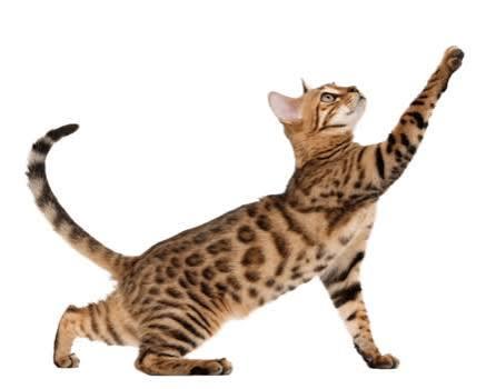 Enlarge Atlantica- prod test, a Adoptable American Shorthair in Gray Summit, MO image 3/3