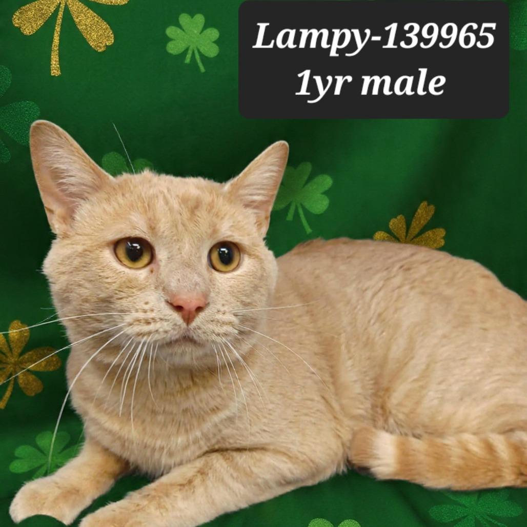 Enlarge Lampy, a Adoptable Domestic Short Hair in New Tazewell, TN image 1/1