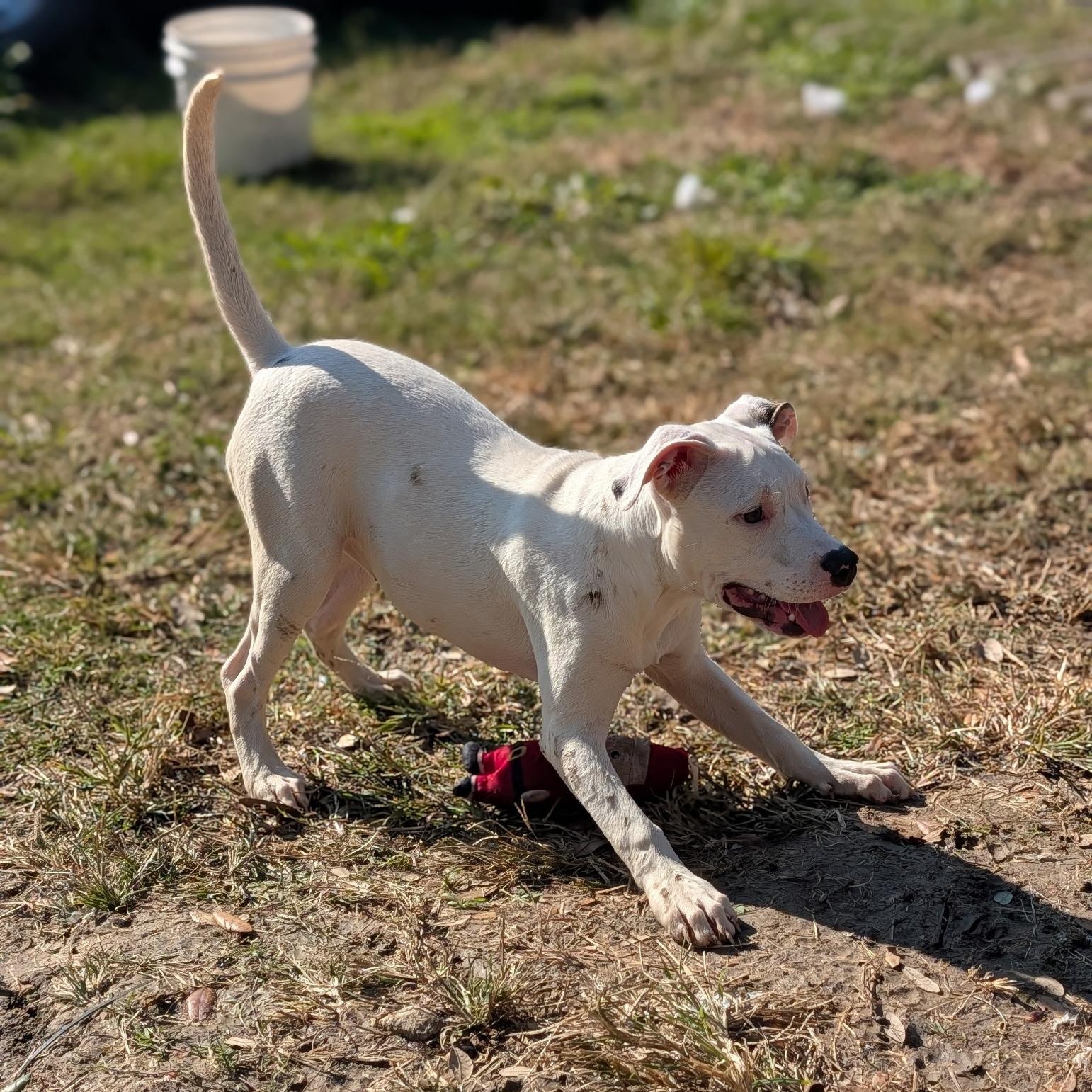 Snow, a Adoptable mixed breed in Richmond, VA image 1/5