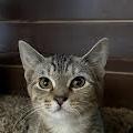 Kodiak, Adopted, Young Male Domestic Short Hair.