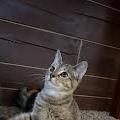 Enlarge Kodiak, a Adopted Domestic Short Hair in Bentonville, AR image 2/2