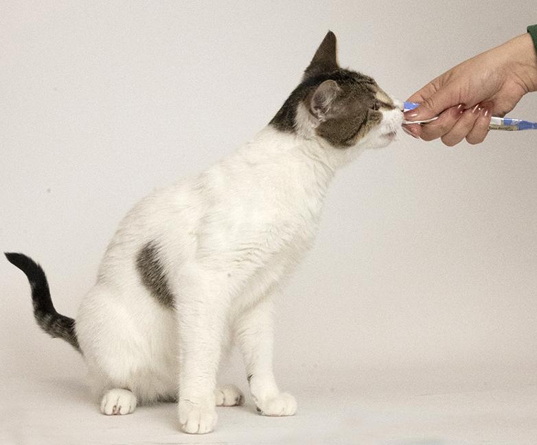 Enlarge Six, a ADOPTABLE Domestic Short Hair in Chicago, IL image 1/6