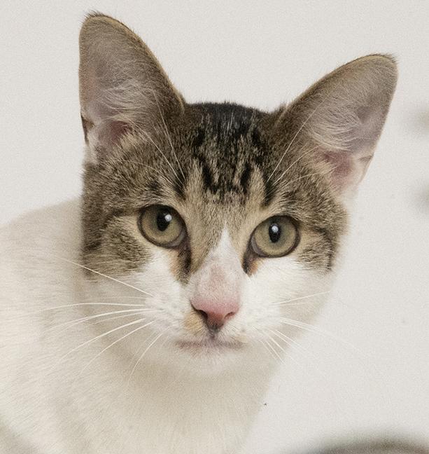 Enlarge Six, a ADOPTABLE Domestic Short Hair in Chicago, IL image 2/6