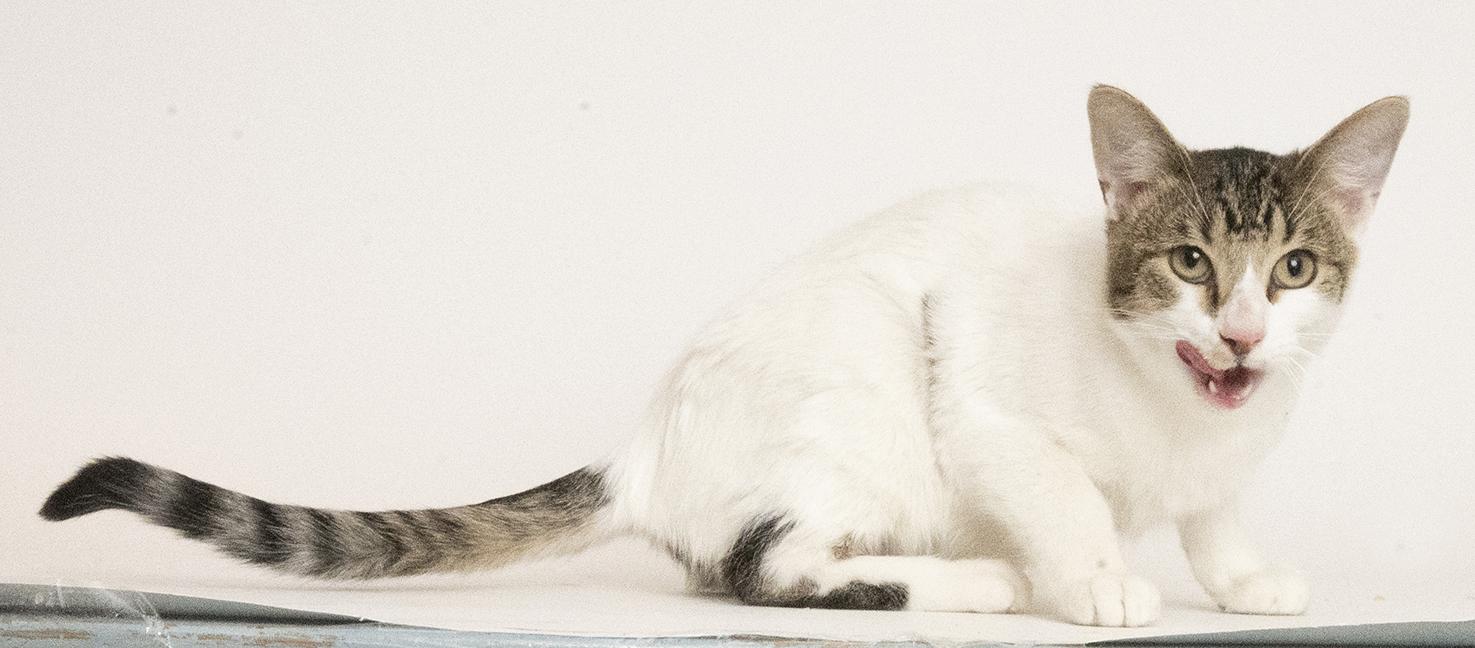 Enlarge Six, a ADOPTABLE Domestic Short Hair in Chicago, IL image 3/6