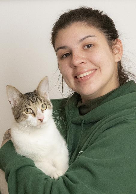 Enlarge Six, a ADOPTABLE Domestic Short Hair in Chicago, IL image 4/6